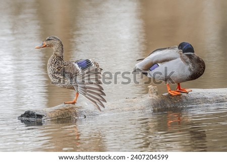 Pair of mallard ducks perched on a fallen log in a pond in winter.