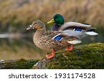 A pair of Mallard ducks resting motionless on a tree trunk. Sitting in the same position. Side view, closeup. Genus species Anas platyrhynchos.