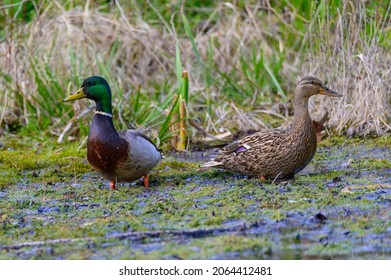 A pair of Mallard Ducks sit on the bank of Stony Creek, in the Stony Creek Metropark, Shelby Township, Michigan.