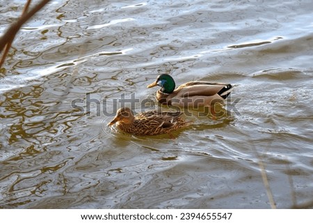 a pair of mallard ducks swim on the river, sunlit ducks on the river, Anatinae
