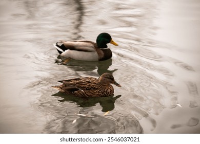 A pair of mallard ducks swimming calmly on Lake Starnberger, their reflections rippling on the water's surface, showcasing peaceful wildlife interactions. - Powered by Shutterstock