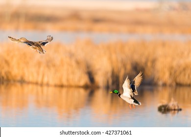 Pair Of Mallard Ducks Taking Flight Over A Prairie Wetland Alberta Canada