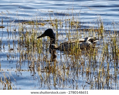 Pair mallards resting in marsh twilight, sidebyside among reeds, mirrored reflections on glassy water,