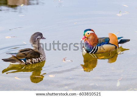 a pair of Mandarin ducks swimming in a autumn pond closeup