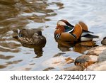 A pair of mandarin ducks with their bright feathers comes out on the rocky riverbank