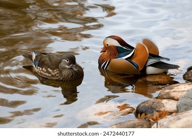 A pair of mandarin ducks with their bright feathers comes out on the rocky riverbank - Powered by Shutterstock