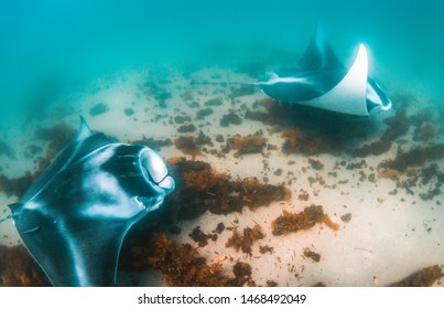 Pair Of Manta Rays Chasing Each Other Over The Sandy Sea Bed