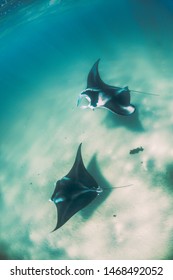 Pair Of Manta Rays Chasing Each Other Over The Sandy Sea Bed
