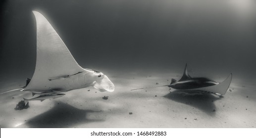 Pair Of Manta Rays Swimming Together Over The Sandy Sea Bed, Black And White