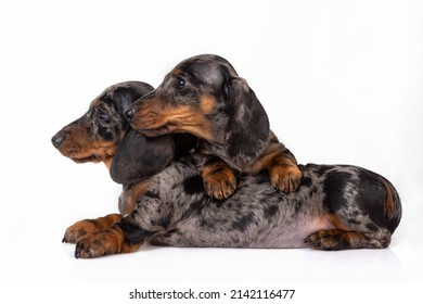 A pair of marble smooth-haired dachshund puppies got tired of the photo shoot and fell asleep on top of each other, isolated on white