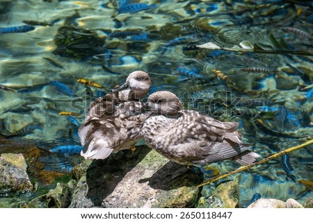 A pair of marbled ducks standing on a rock