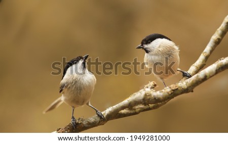 A pair of Marsh tit sit on the same branch, on a larry brown background..