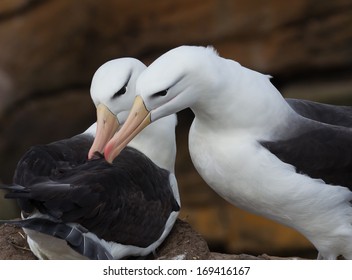 Pair Of Mating Black Browed Albatross, Preening