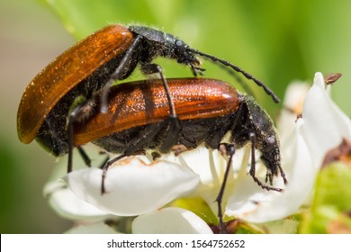 A Pair of Mating Bugs on a Warm Early Spring Day