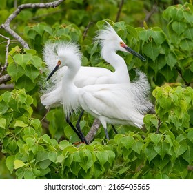 Pair Of Mating Snowy Egrets In Chinese Tallow Tree In Louisiana Rookery In Iberia Parish