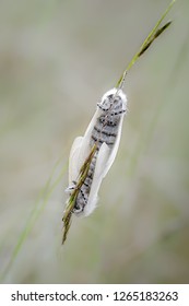 A Pair Of Mating White Satin Moths On Grass Inflorescence At Ainsdale Local Nature Reserve, Sefton Coast. These Uncommon Moths Emerge Here In Good Numbers Each Year And All Life Stages Can Be Seen.