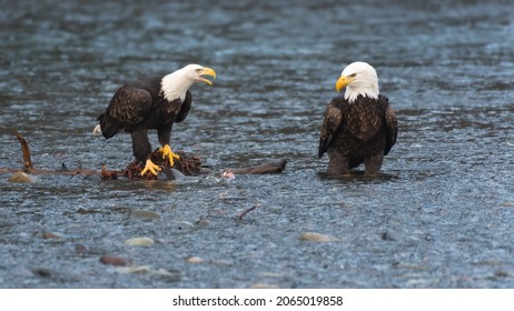 Pair of mature bald eagles in the Nooksack River.  The raptors are interacting about a fish in the water