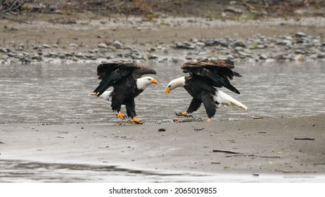 A pair of mature bald eagles on the edge of the Nooksack River.  The wings are extended and feet are raised from the ground as snowflakes fall around them
