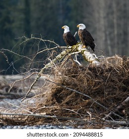 A pair of mature bald eagles stand on a fallen tree with root ball along the Nooksack River in winter in Northwest Washington State