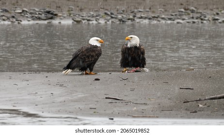 Pair of mature bald eagles standing on the edge of the Nooksack River.  Snow is falling as the birds look towards each other and one stands with a fish