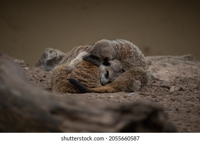 A pair of Meerkats sleeping (Suricata suricatta)