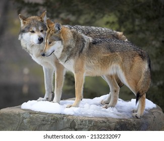 Ein Paar mexikanisch-graue Wölfe (Canis lupus baileyi), die im Winter auf Schneefelsschneefelsgrauem Felsgestein schneebejpdeln