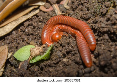 Pair Millipedes Mating Thailand Stock Photo 205837381 Shutterstock Pair Millipedes Mating Thailand Stock Photo 205837381 Shutterstock