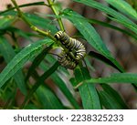 A pair of Monarch butterfly caterpillars munch on the leaves of Swamp Milkweed.