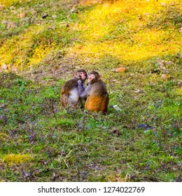 a pair of monkey seating together 