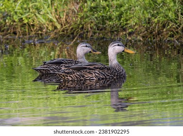 Pair of mottled ducks in pond