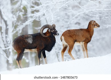 Pair Of Mouflon, Ovis Orientalis, Horned Animal In Snow Nature Habitat. Close-up Portrait Of Mammal With Big Horn, Czech Republic. Cold Snowy Tree Vegetation, White Nature. Snowy Winter In Forest.