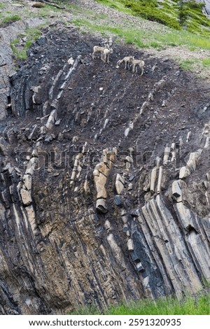 A pair of mountain goats navigating a steep rocky outcrop, symbolizing resilience and adaptability amidst nature's challenging terrain in a rugged wilderness setting.