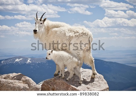 A pair of mountain goats stand proudly, high in the rocky mountains
