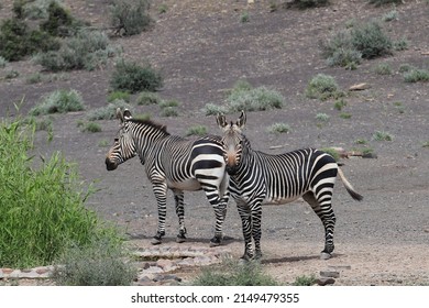 Pair of mountain zebra photographed in the harsh Karoo. This type of zebra has different striping patterns to the more common plains zebra