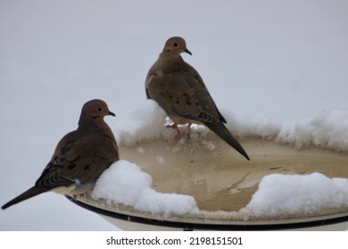 A Pair Of Mourning Doves Drinking From The Heated Bird Bath In The Winter. The Tub Is Surrounded With Freshly Fallen Snow.