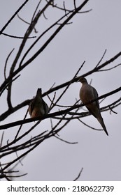 Pair of Mourning doves (Zenaida macroura) perched on bare tree branches during Spring