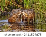 A pair of Muskrats rise up out of the water and greet each other with a kiss before mating.