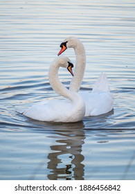 A pair of mute swans (Cygnus olor) on a lake in London, England.
