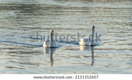 A pair of mute swans, Cygnus olor, on a winter city river. A pair of swans is a symbol and allegory of love and fidelity. Space for text. Wildlife concepts.