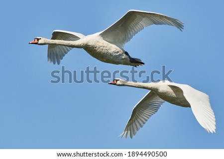 Pair of mute swans in flight. Cygnus olor flying on a blue sky