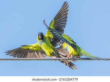 A pair of nanday parakeets on an electrical wire interacting with each other against a bright blue sky. 