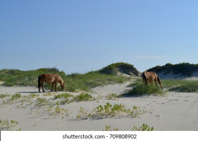 Pair Of NC Outer Banks Wild Horses Grazing 