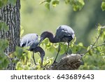 Pair of Nesting Little Blue Herons at Iberia Parish Rookery in Louisiana 