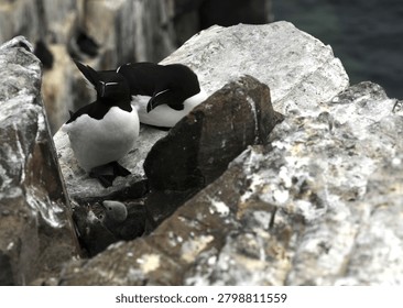 a pair of nesting Razorbills (also commonly known as Razor billed Auk or Lesser Auk) with their chick on a sea cliff
