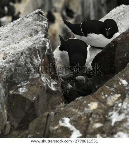 a pair of nesting Razorbills (also commonly known as Razor billed Auk or Lesser Auk) with their chick on a sea cliff