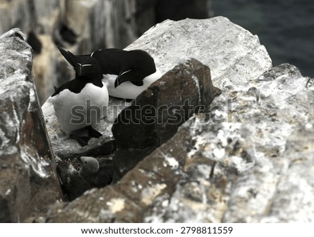 a pair of nesting Razorbills (also commonly known as Razor billed Auk or Lesser Auk) with their chick on a sea cliff