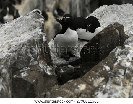 a pair of nesting Razorbills (also commonly known as Razor billed Auk or Lesser Auk) with their chick on a sea cliff