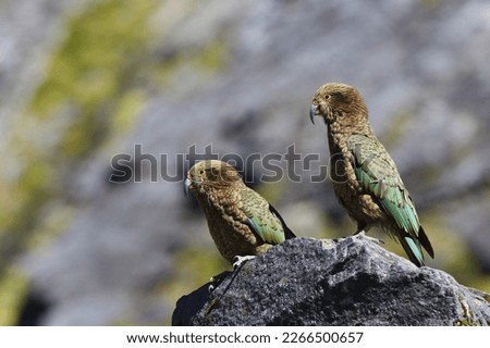 A pair of New Zealand's endemic mountain parrot Kea (Nestor notabilis) resting on a rock, in sunlight with blurred rocky mountains background, in the Fiordland National Park, New Zealand