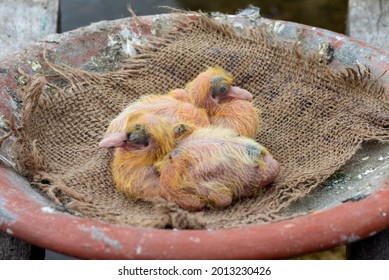 Baby Pigeon Images Stock Photos Vectors Shutterstock