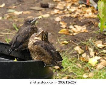 Pair Of Newly Fledged Blackbird Chicks (Turdus Merula Merula) Waiting To Be Fed Whilst Perched On A Flower Pot. Fluffy Feathers Of First Moult, Yet To Grow Tail Feathers. Bokeh Background. England.